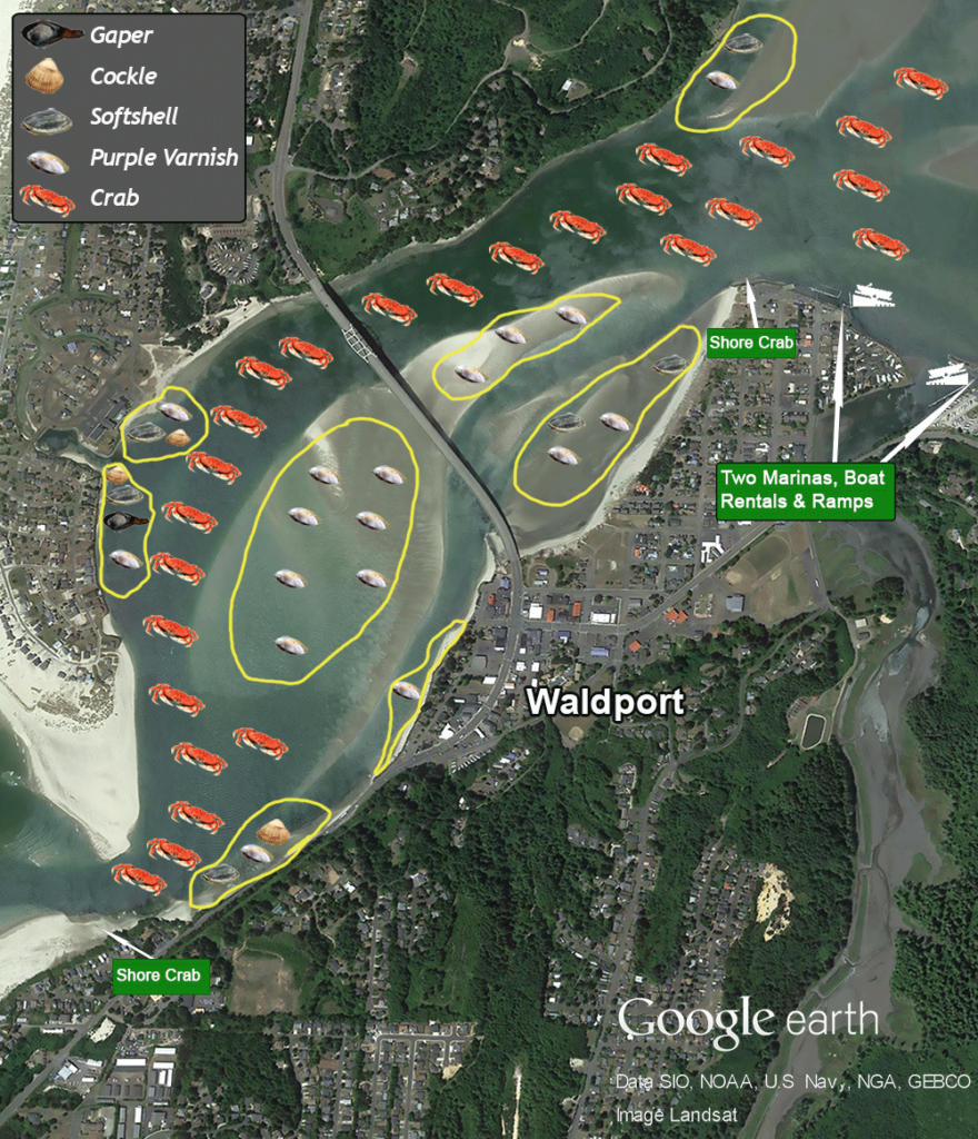 Alsea Bay Waldport Bay Clams Gapers Cokels Steamers
