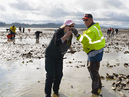 Oysterville Harvesting Willapa Bay