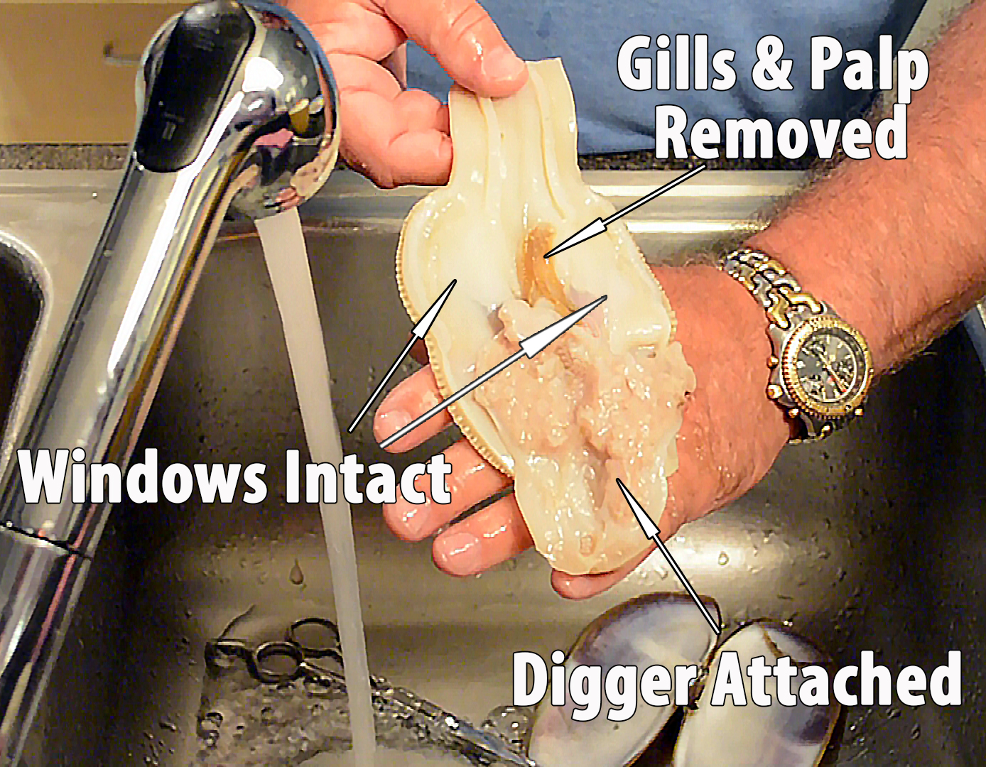 Cleaning Razor Clams - Professional Razor Clam Cleaning