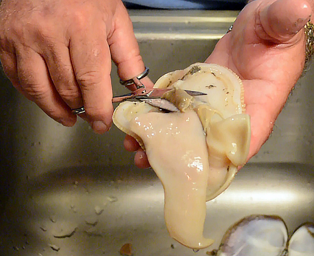 Cleaning Razor Clams - Professional Razor Clam Cleaning